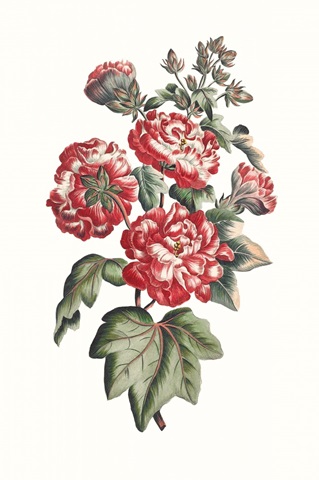 Flowering Hibiscus IV