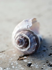 Gifts of the Shore III