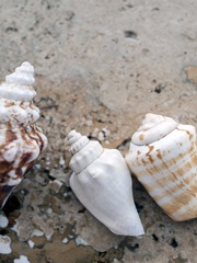 Gifts of the Shore IV