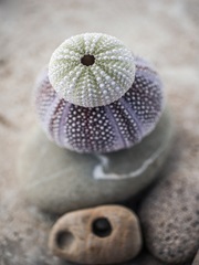 Gifts of the Shore VIII