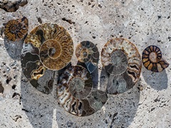 Gifts of the Shore XIV