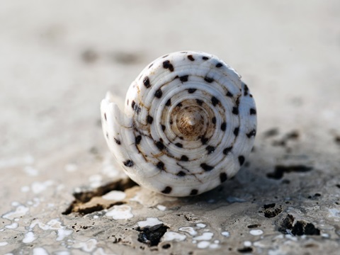 Gifts of the Shore XVII