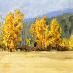 Golden Aspen Trees II