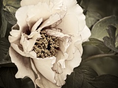 Golden Era Peony I