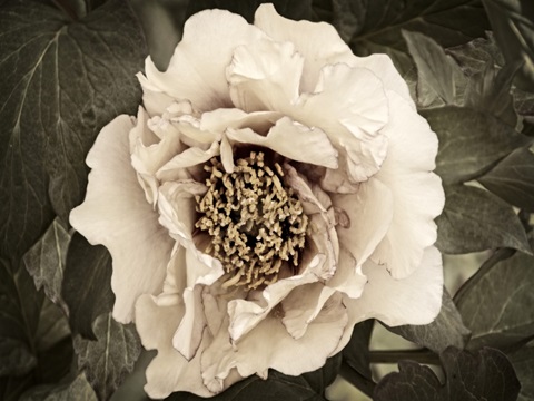 Golden Era Peony II