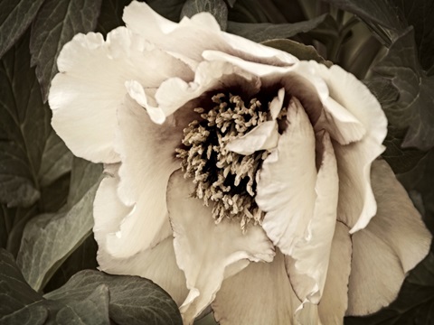 Golden Era Peony III