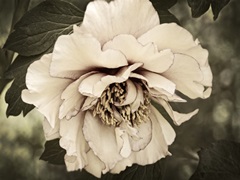 Golden Era Peony IV