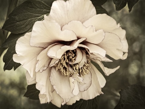 Golden Era Peony IV