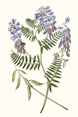 Graceful Botanical V