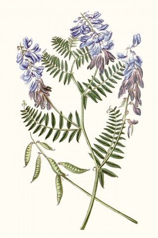 Graceful Botanical V