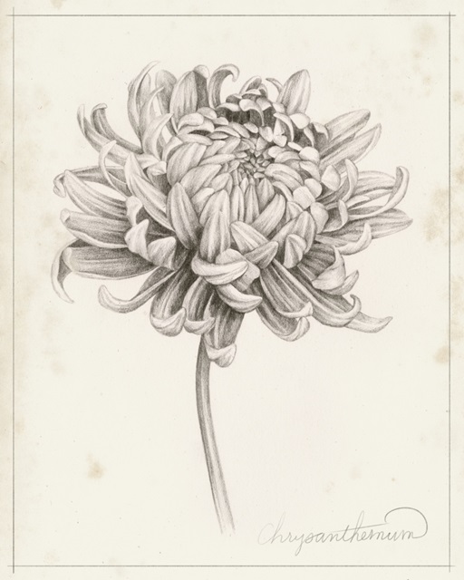 Graphite Chrysanthemum Study I