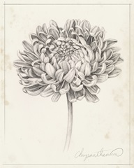 Graphite Chrysanthemum Study II