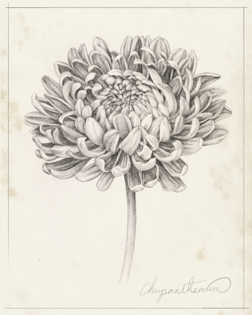 Graphite Chrysanthemum Study II