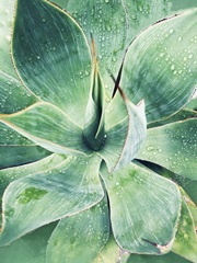 Green Tropical Succulent I