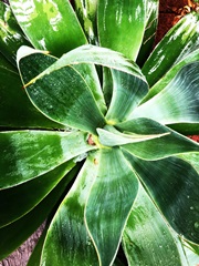 Green Tropical Succulent II