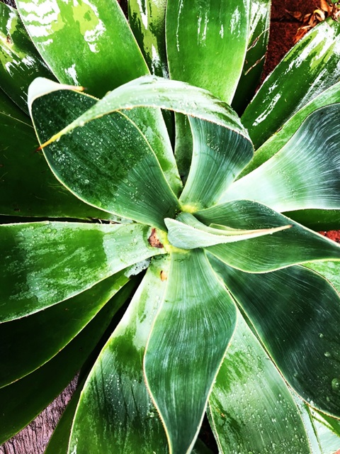 Green Tropical Succulent II