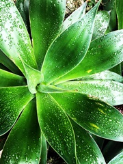 Green Tropical Succulent V