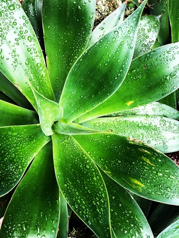 Green Tropical Succulent V