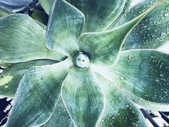 Green Tropical Succulent VII