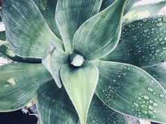 Green Tropical Succulent VIII