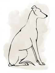 Greyhound Sketch I