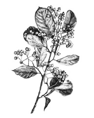 Hawthorn Berry Branch I