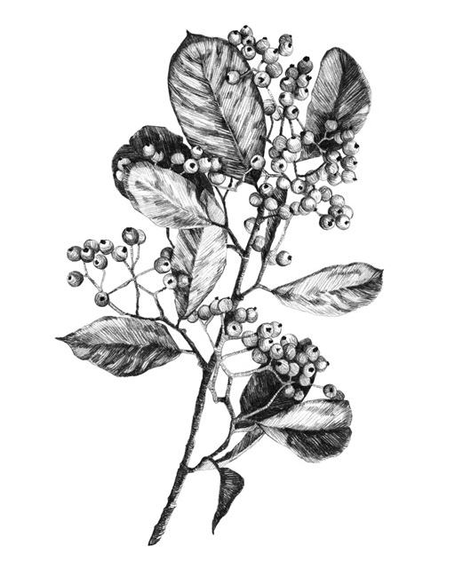 Hawthorn Berry Branch I