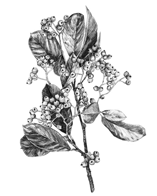 Hawthorn Berry Branch II