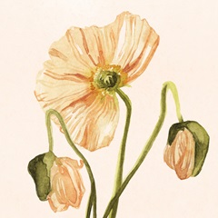 Highpoint Poppies I