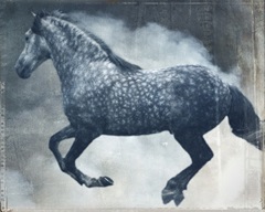 Horse Exposures III