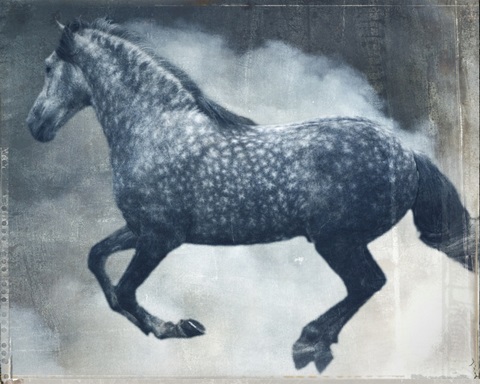 Horse Exposures III