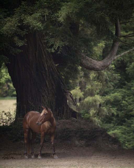 Horse in the Trees II