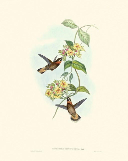 Hummingbird Delight II
