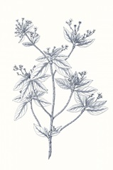 Indigo Botany Study III