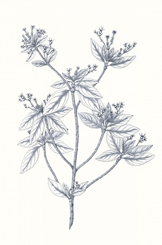Indigo Botany Study III