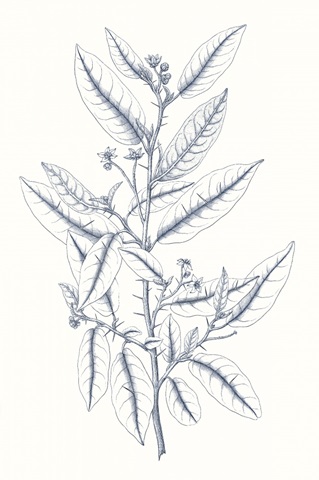 Indigo Botany Study V