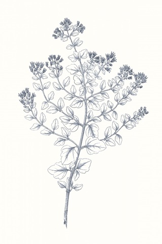 Indigo Botany Study VI