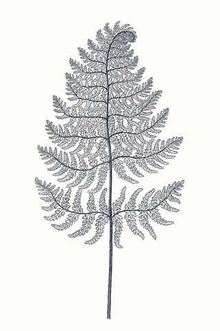 Indigo Botany Study VIII