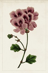 Mauve Botanicals III