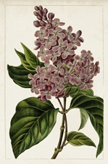 Mauve Botanicals IV