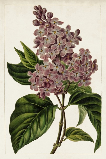 Mauve Botanicals IV