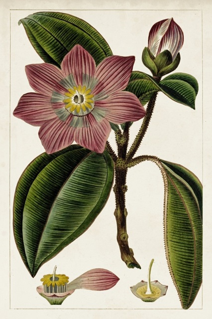 Mauve Botanicals VI