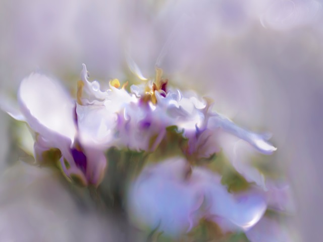 Mist of Lilac III