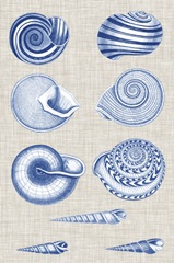 Navy and Linen Shells V