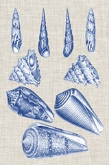 Navy and Linen Shells VI