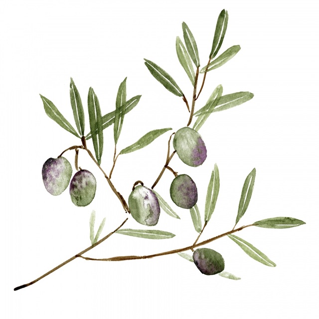 Olive Branch II