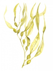 Olive Sea Kelp I