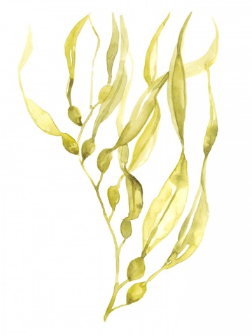 Olive Sea Kelp I