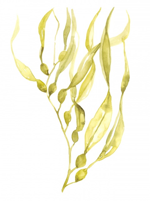 Olive Sea Kelp I