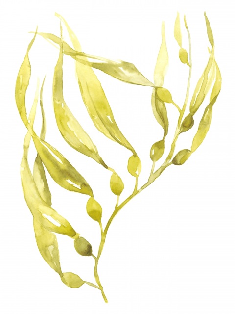 Olive Sea Kelp II